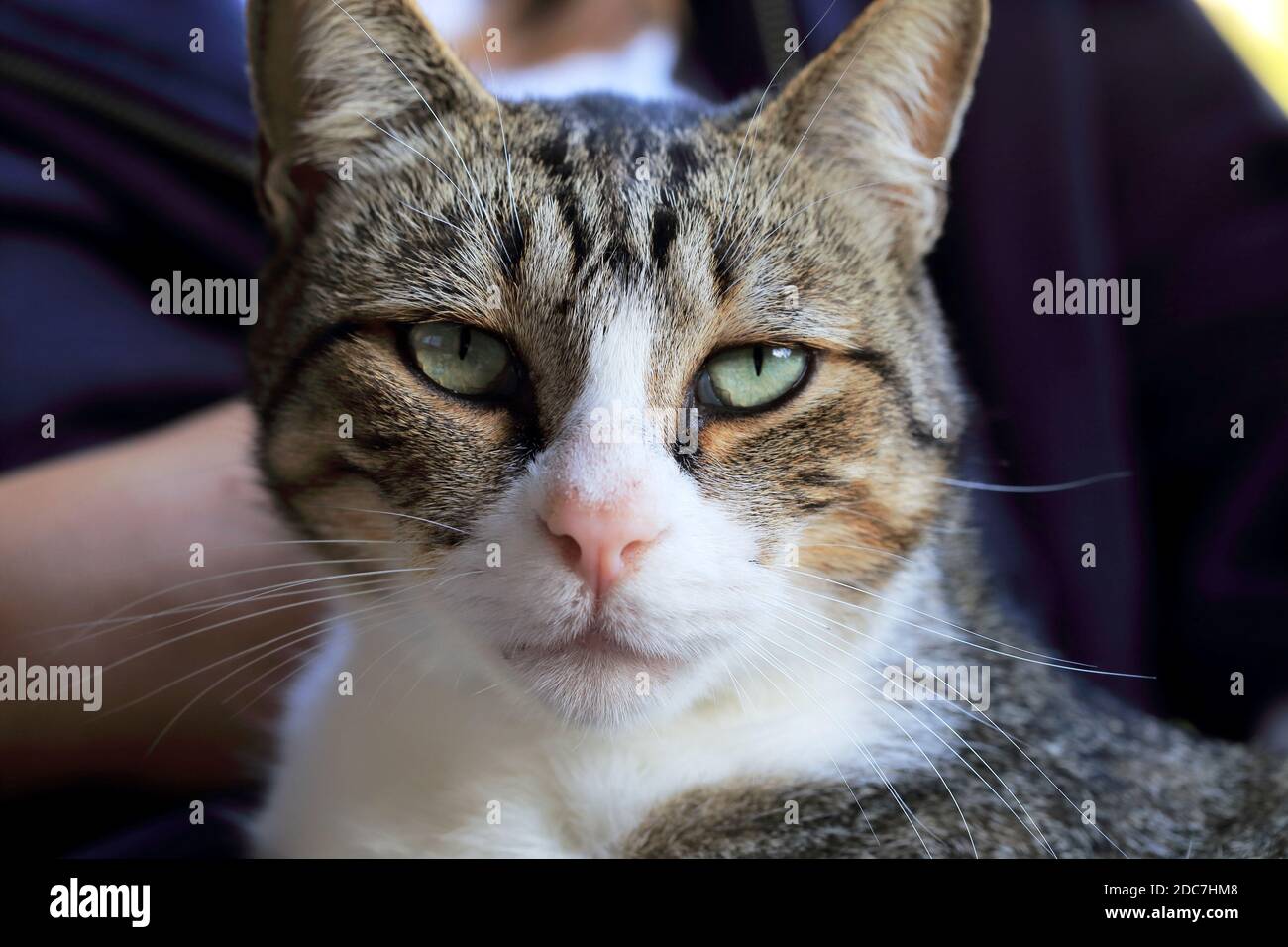 primo piano di gatto maschile tra le braccia di una ragazza Foto Stock