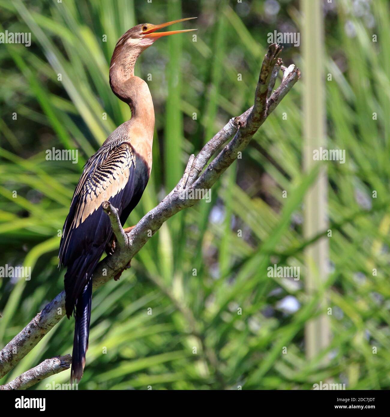 Foto quadrata di un Anhinga (Anhinga anhinga) femmina appollaiato su un ramo in un safari fotografico Il brasiliano Pantanal Foto Stock
