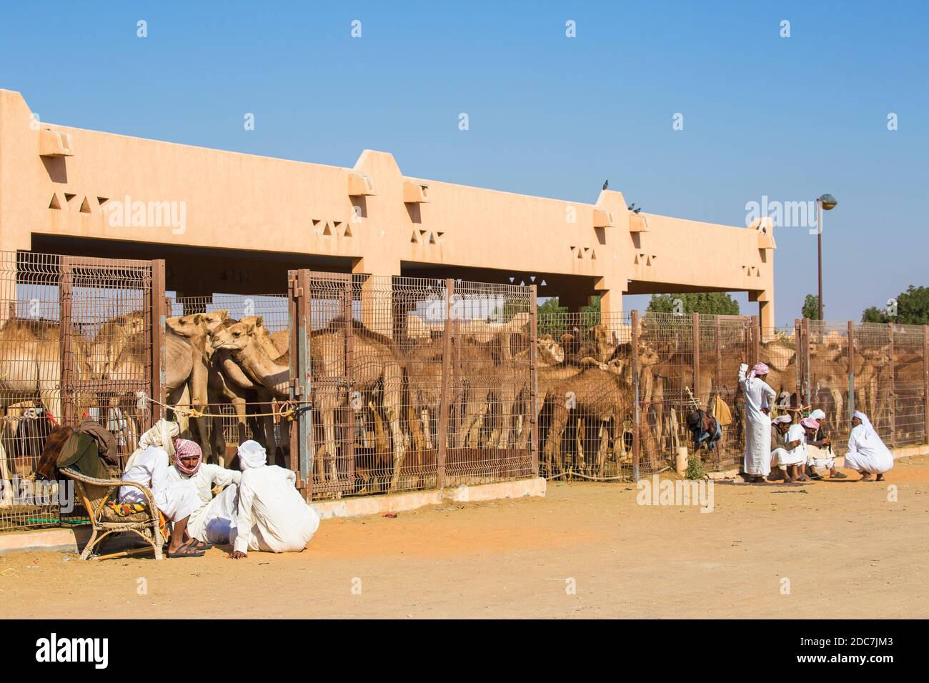 Emirati Arabi Uniti, Abu Dhabi Al Ain, mercato di cammelli Foto Stock