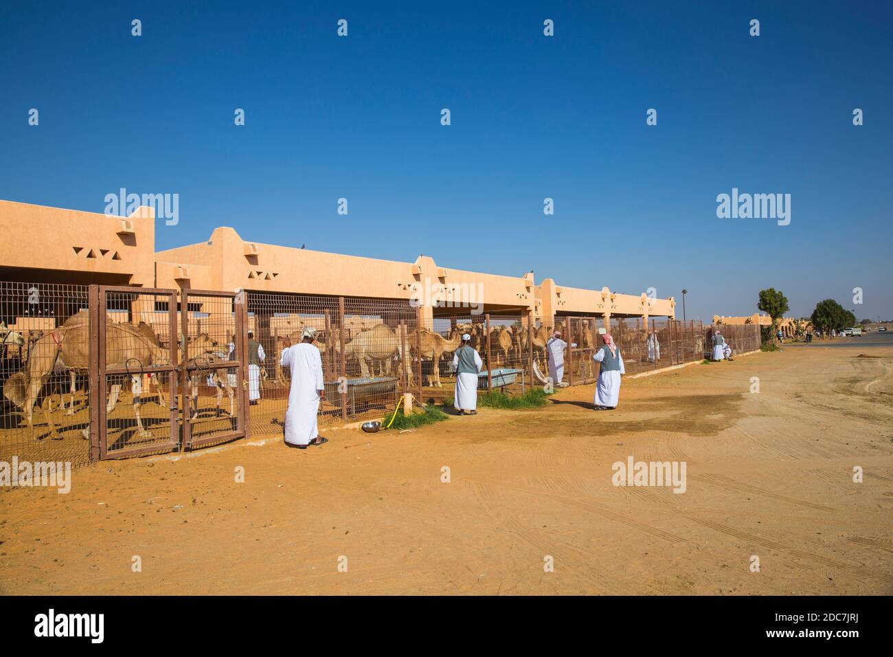 Emirati Arabi Uniti, Abu Dhabi Al Ain, mercato di cammelli Foto Stock