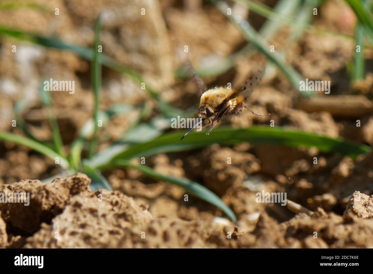 Volo d'ape punteggiato (Bombylius scoloror) che attraversa le donne mentre si fa scivolare la coda verso le uova di "bomba" vicino all'ingresso del nido di un ospite di api minerarie con zampe gialle. Foto Stock