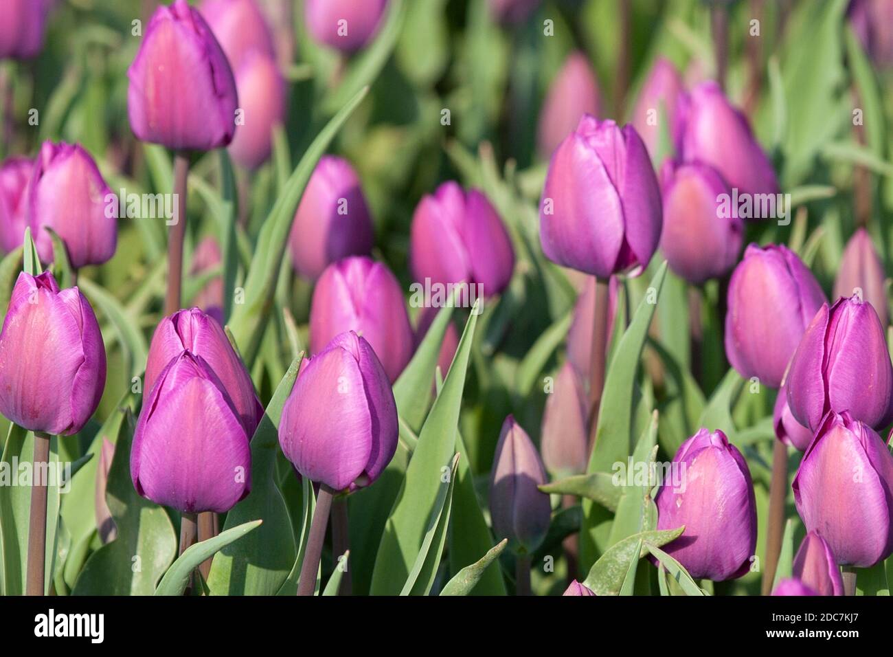 Tulpen in Nordrhein Westfalen, Germania Foto Stock
