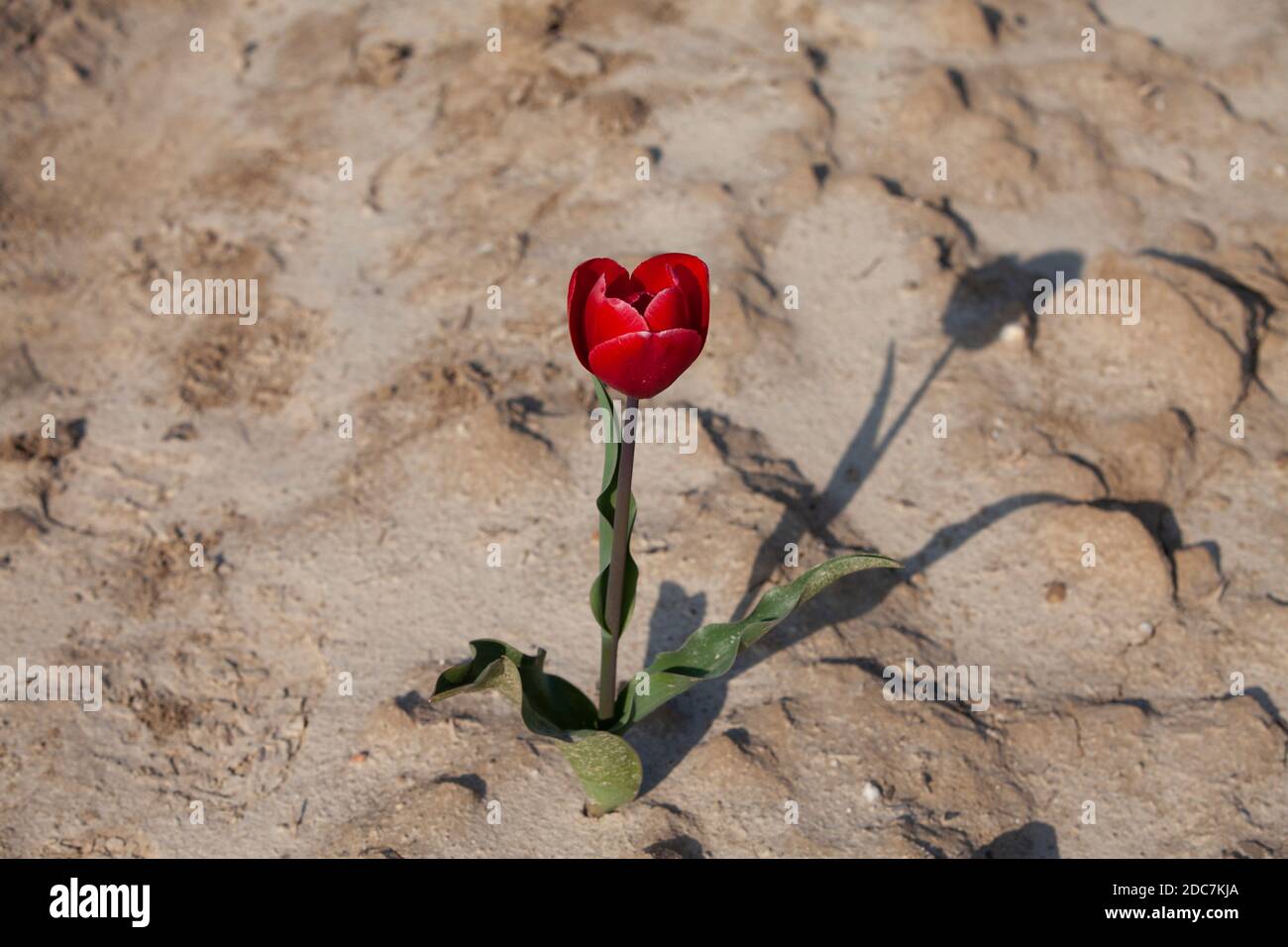 Tulpen in Nordrhein Westfalen, Germania Foto Stock