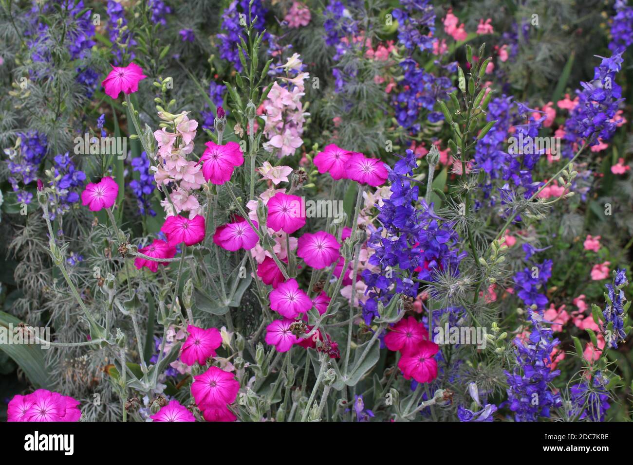 Ein Blumenbarbabietola in den färben rosa, pink und lila mit den Blumen blauer Salbei, Duftsalbei und Pfingstnelken in einem privaten Garten in NRW, Deutschla. Foto Stock