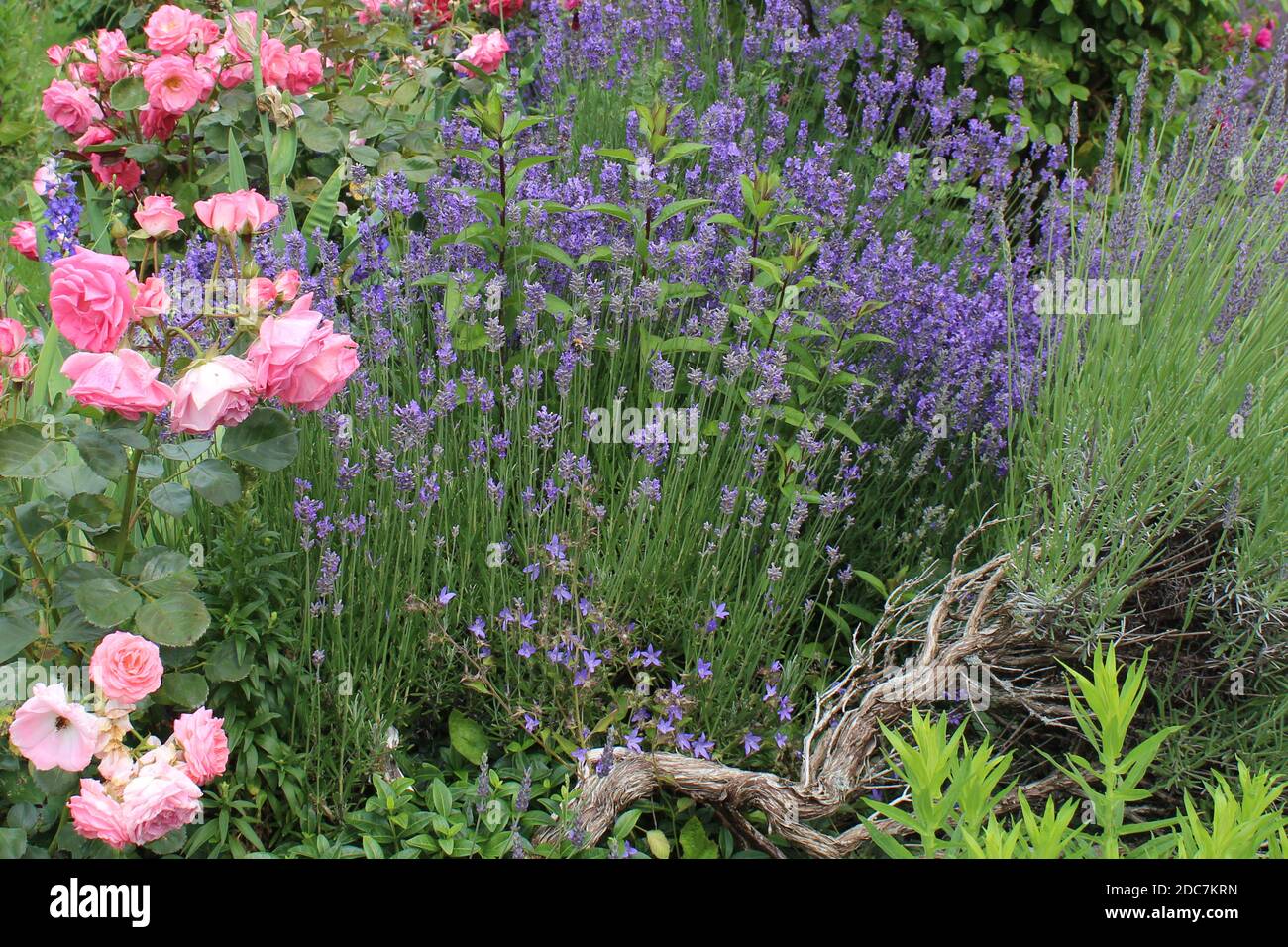 Ein rosa Rosenstrauch in Kombination mit Lavendel in einem privaten Garten in NRW, Deutschland. Foto Stock
