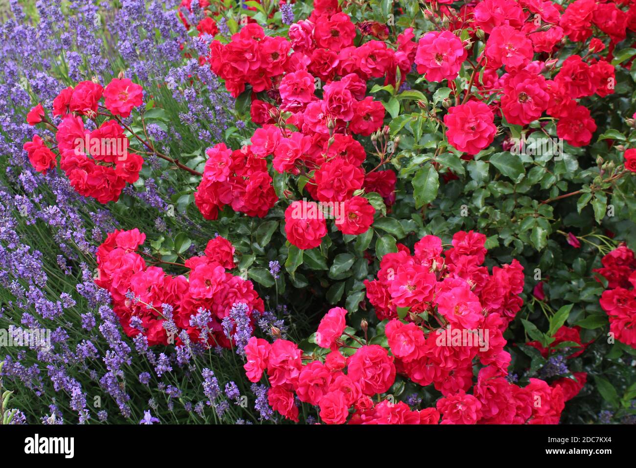 Kombination mit Einem roten Rosenbusch in einem privaten Garten in NRW, Deutschland. Foto Stock