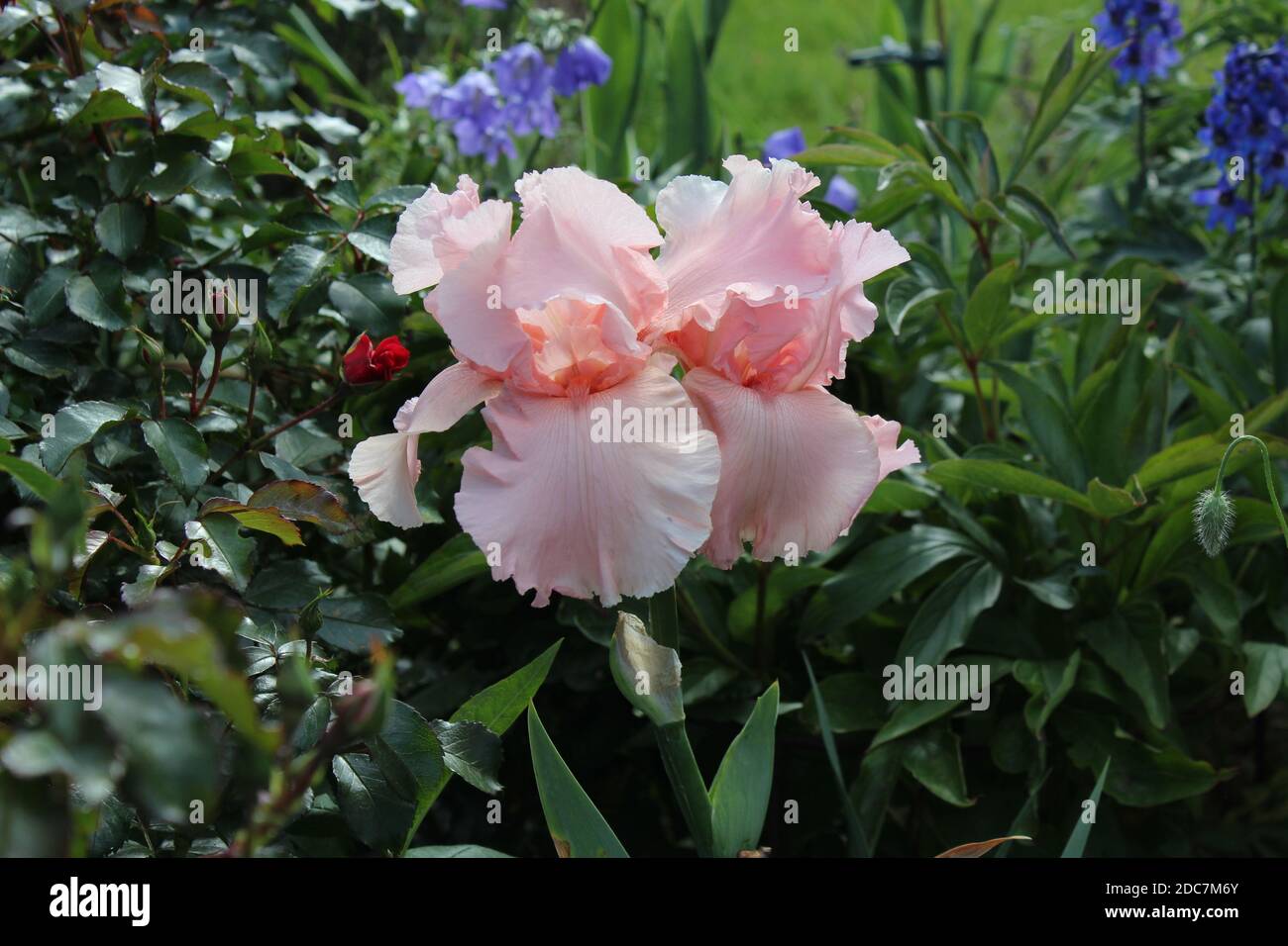 Iris Magical Encounter in Einem privaten Garten in Nordrhein-Westfalen, Germania Foto Stock