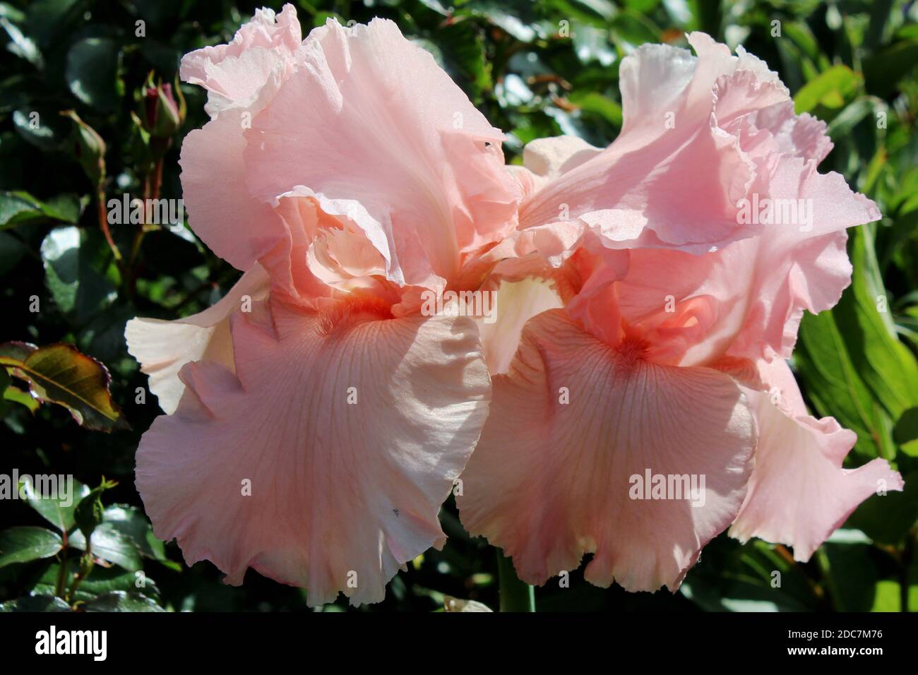 Iris Magical Encounter in Einem privaten Garten in Nordrhein-Westfalen, Germania Foto Stock
