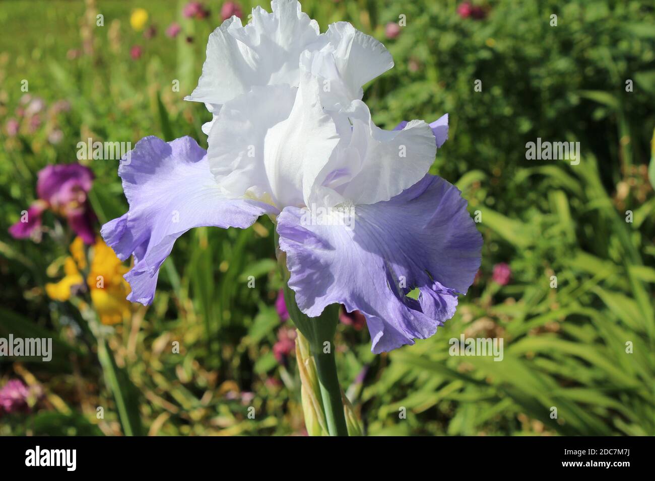 Iris 'Northwest Pride' in einem privaten Garten a Nordrhein-Westfalen, Germania Foto Stock