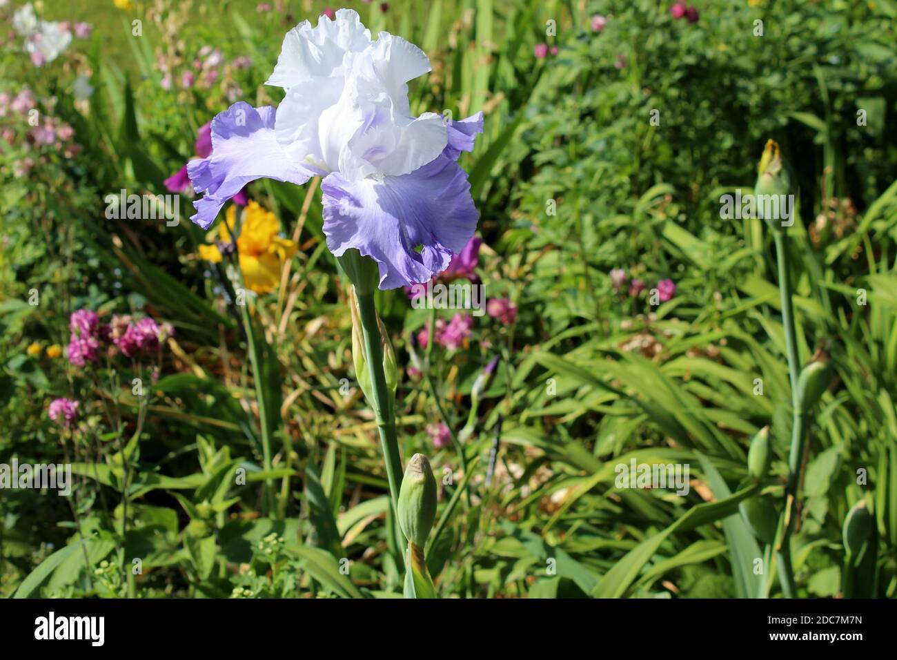 Iris 'Northwest Pride' in einem privaten Garten a Nordrhein-Westfalen, Germania Foto Stock