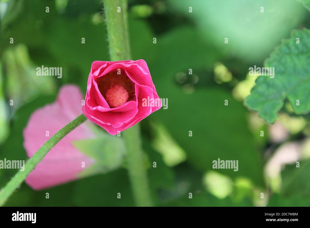 Pinke Blüte in einem privaten Garten in NRW, Deutschland. Foto Stock