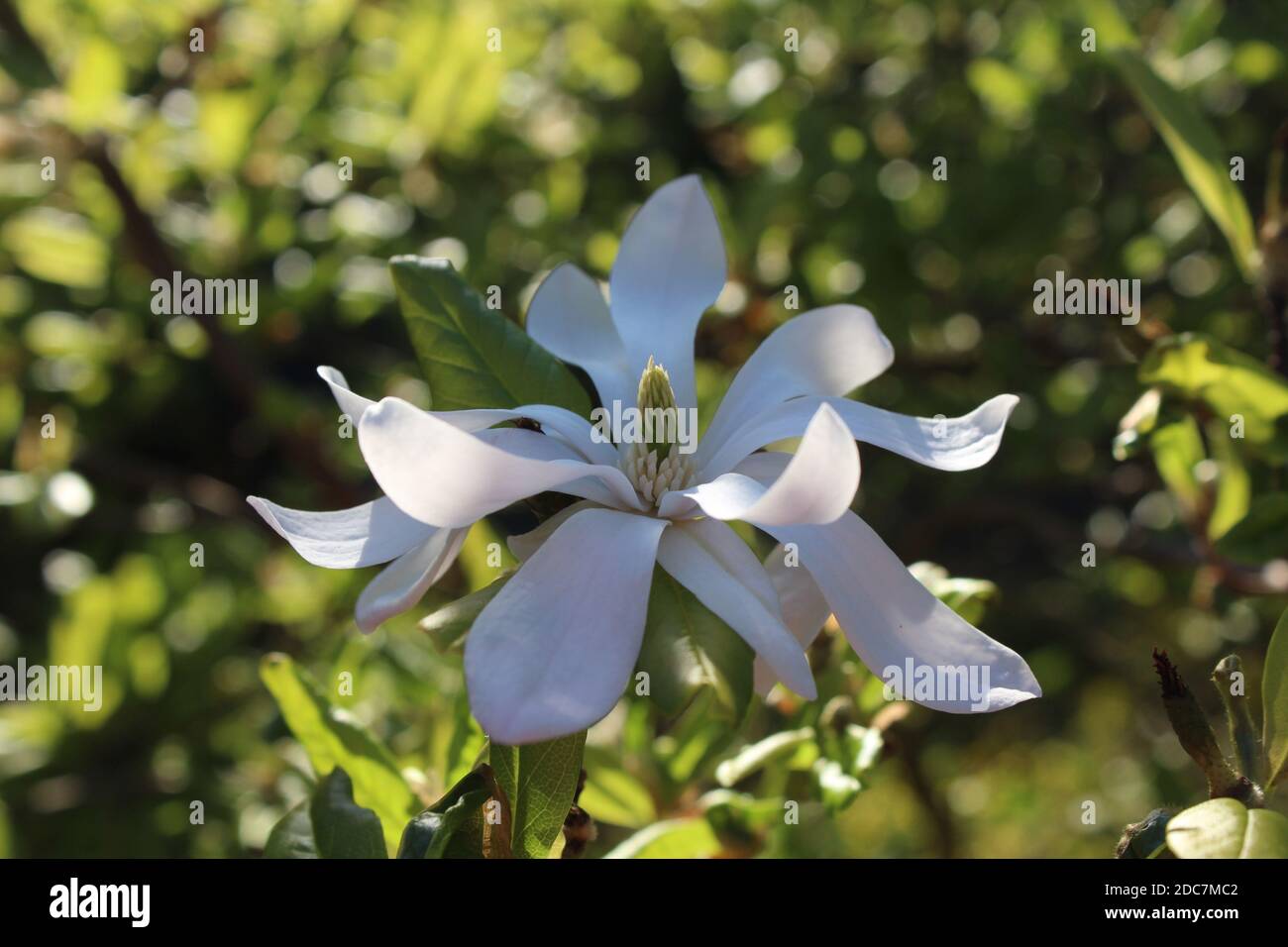 Die Blüte einer weißen Sternmagnolie in einem privaten Garten in Nordrhein-Westfalen, Deutschland. Foto Stock