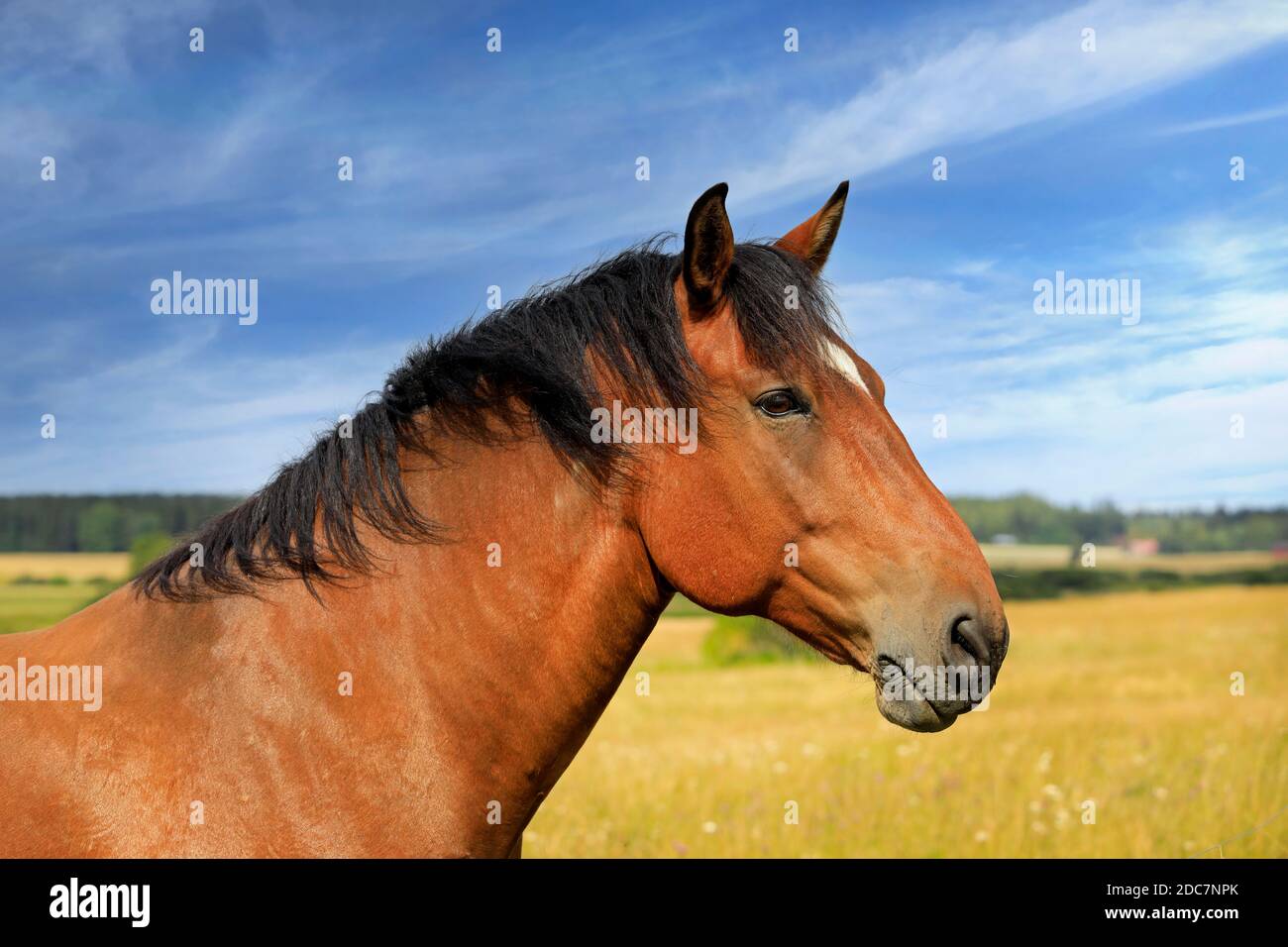 Bel cavallo baia in campo in una bella giornata di fine estate, visto in profilo. Foto Stock