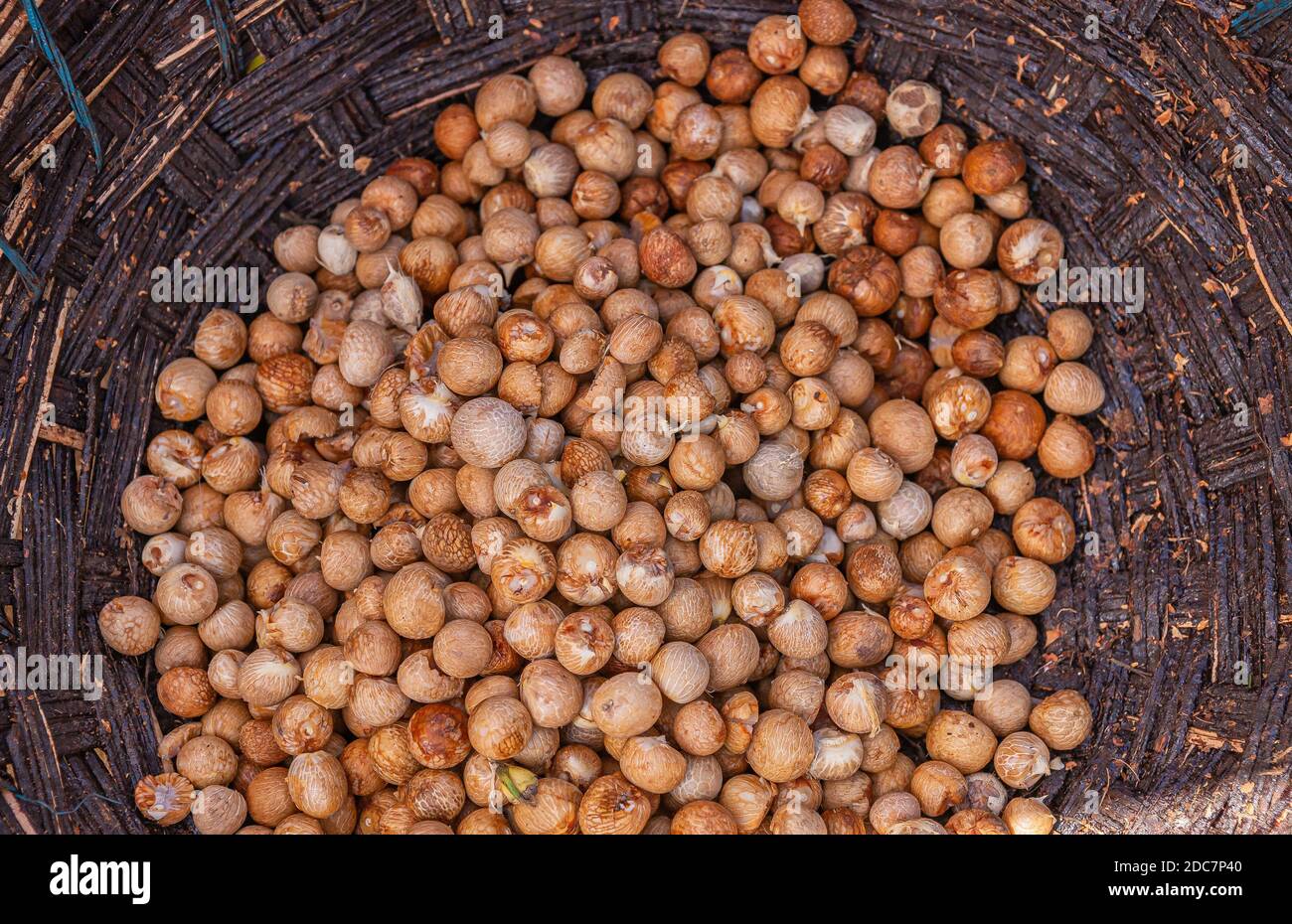 Kadenahalli, Karnataka, India - 3 novembre 2013: Primo piano di cesto mezzo pieno con appena uscito dalla buccia ligh marrone betel noci. Foto Stock