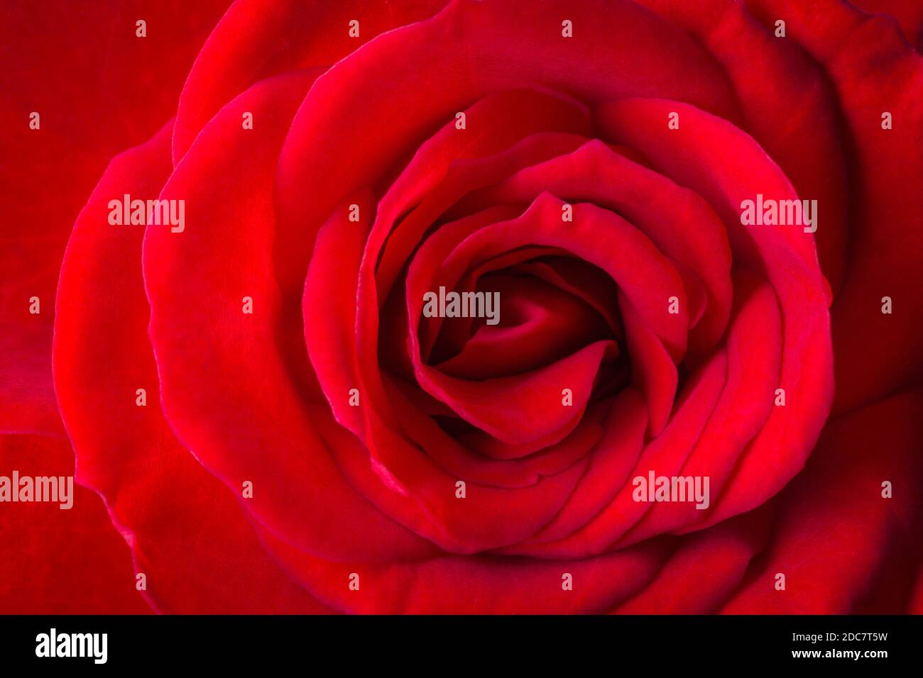 rosa rossa con goccia di rugiada Foto Stock