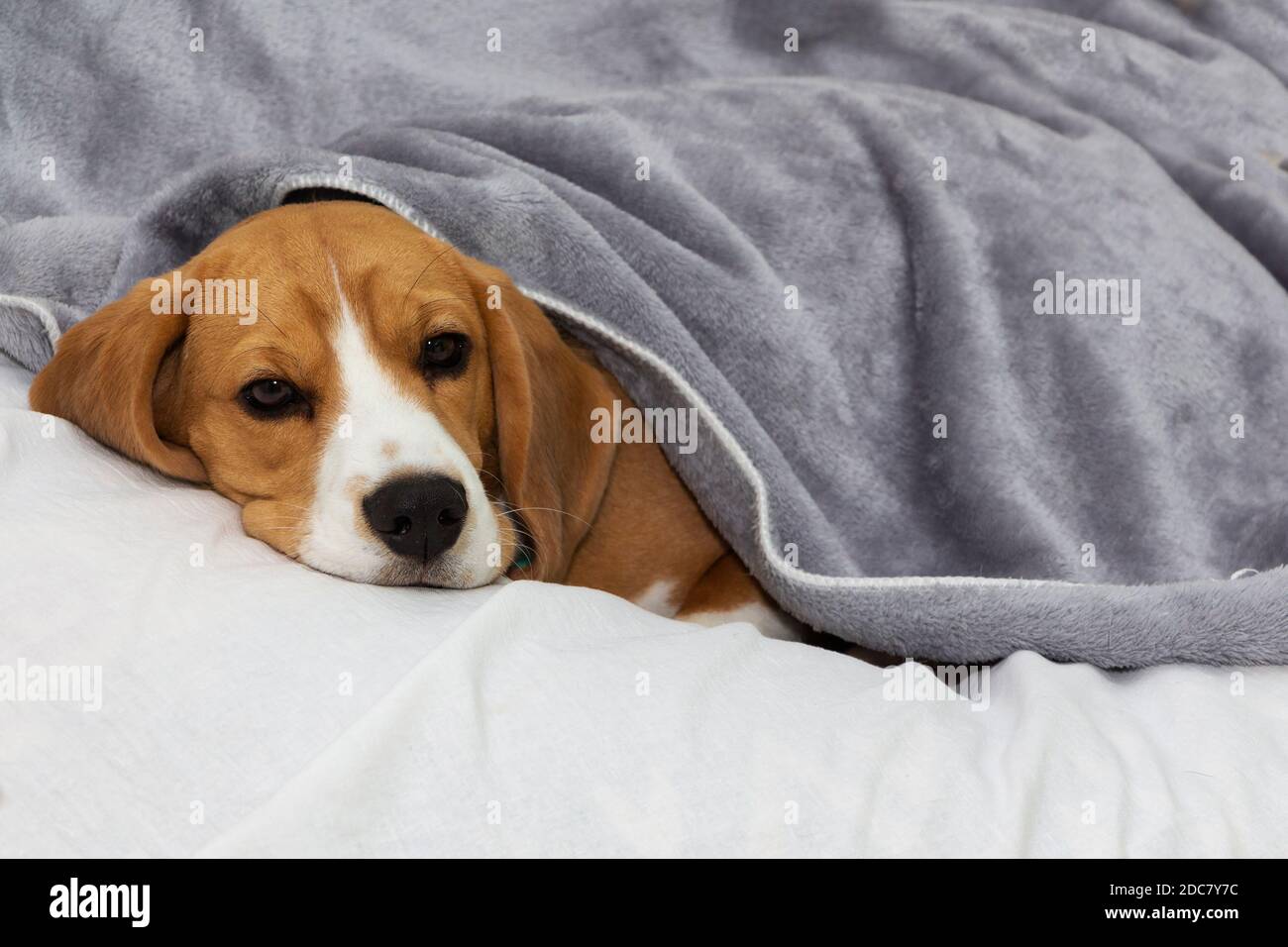Il cane Beagle giace coperto da una coperta e si addormenta. Cane stanco o malato sotto coperte a letto Foto Stock