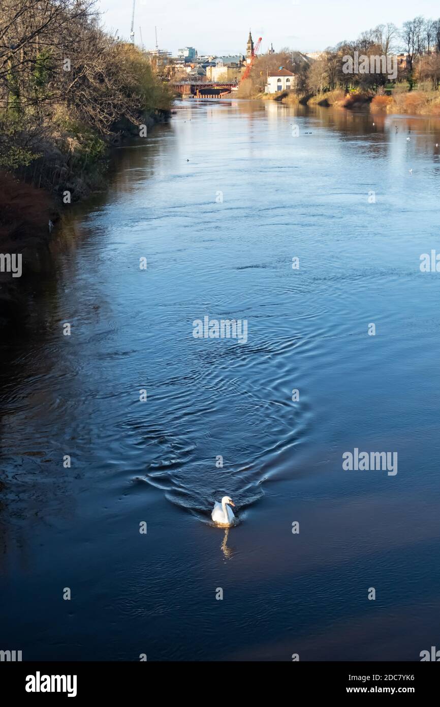 Glasgow, Scozia, Regno Unito. 19 novembre 2020. Regno Unito Meteo. Un cigno muto sul fiume Clyde. Credito: SKULLY/Alamy Live News Foto Stock