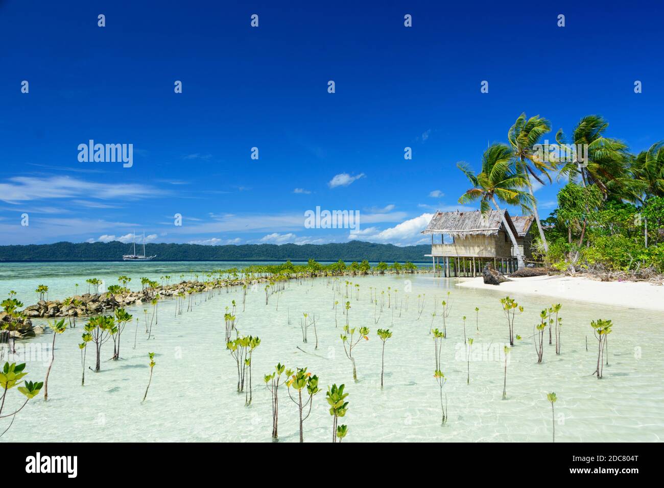 Piantine di mangrovie vicino ad una casa di palafitte. Arborek, Raja Ampat, Papua Occidentale, Indonesia Foto Stock