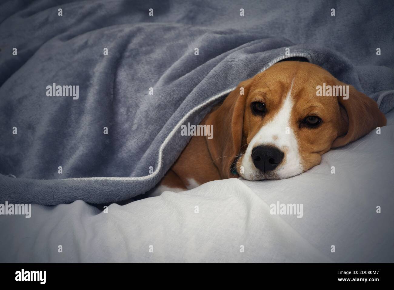 Il cane Beagle giace coperto da una coperta e si addormenta. Cane stanco o malato sotto coperte a letto Foto Stock