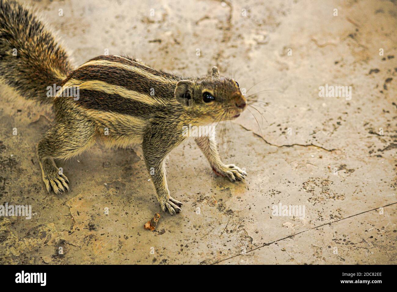 Scoiattolo o chipmunks in rajasthan , india/ fauna selvatica indiana, carino roditore animale Foto Stock