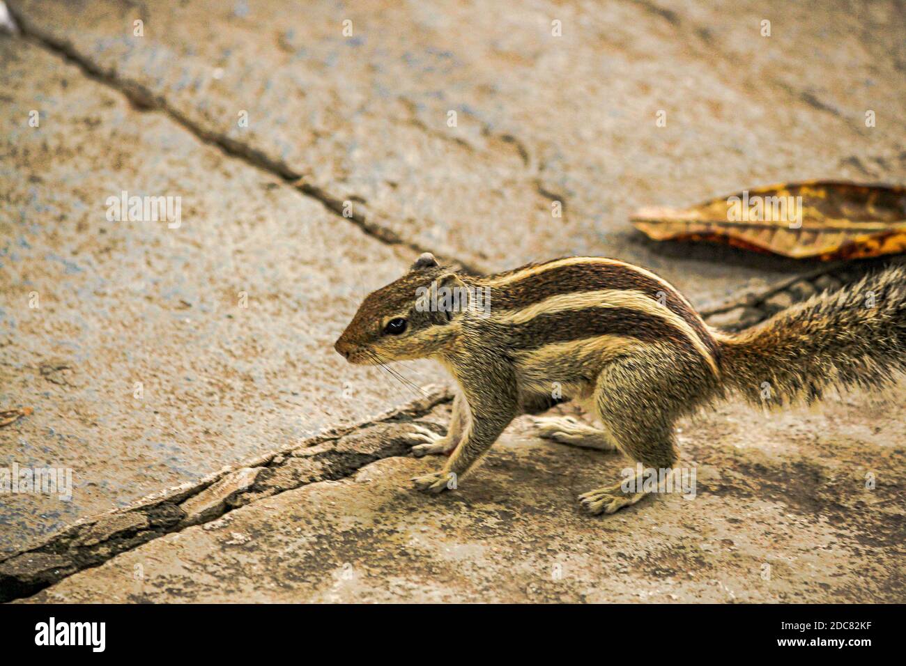 Scoiattolo o chipmunks in rajasthan , india/ fauna selvatica indiana, carino roditore animale Foto Stock