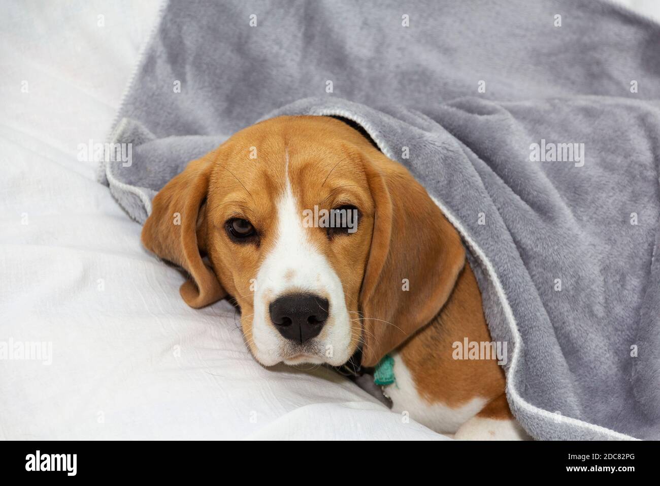Il cane Beagle giace coperto da una coperta e si addormenta. Cane stanco o malato sotto coperte a letto Foto Stock