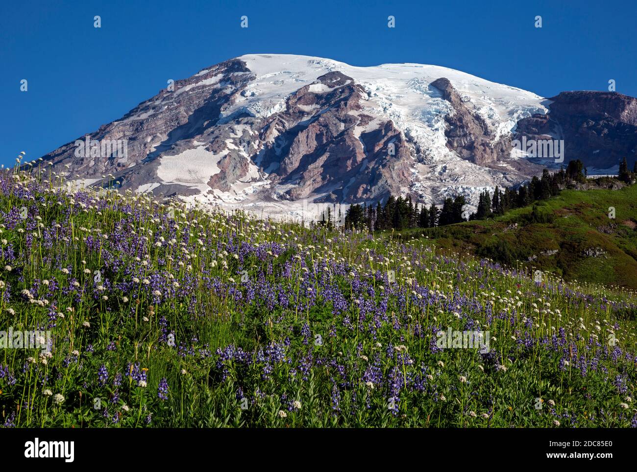 WA18257-00...WASHINGTON - fioritura di fiori selvatici nell'area del Bacino di Edith Creek del Parco Nazionale di Mount Rainier. Foto Stock