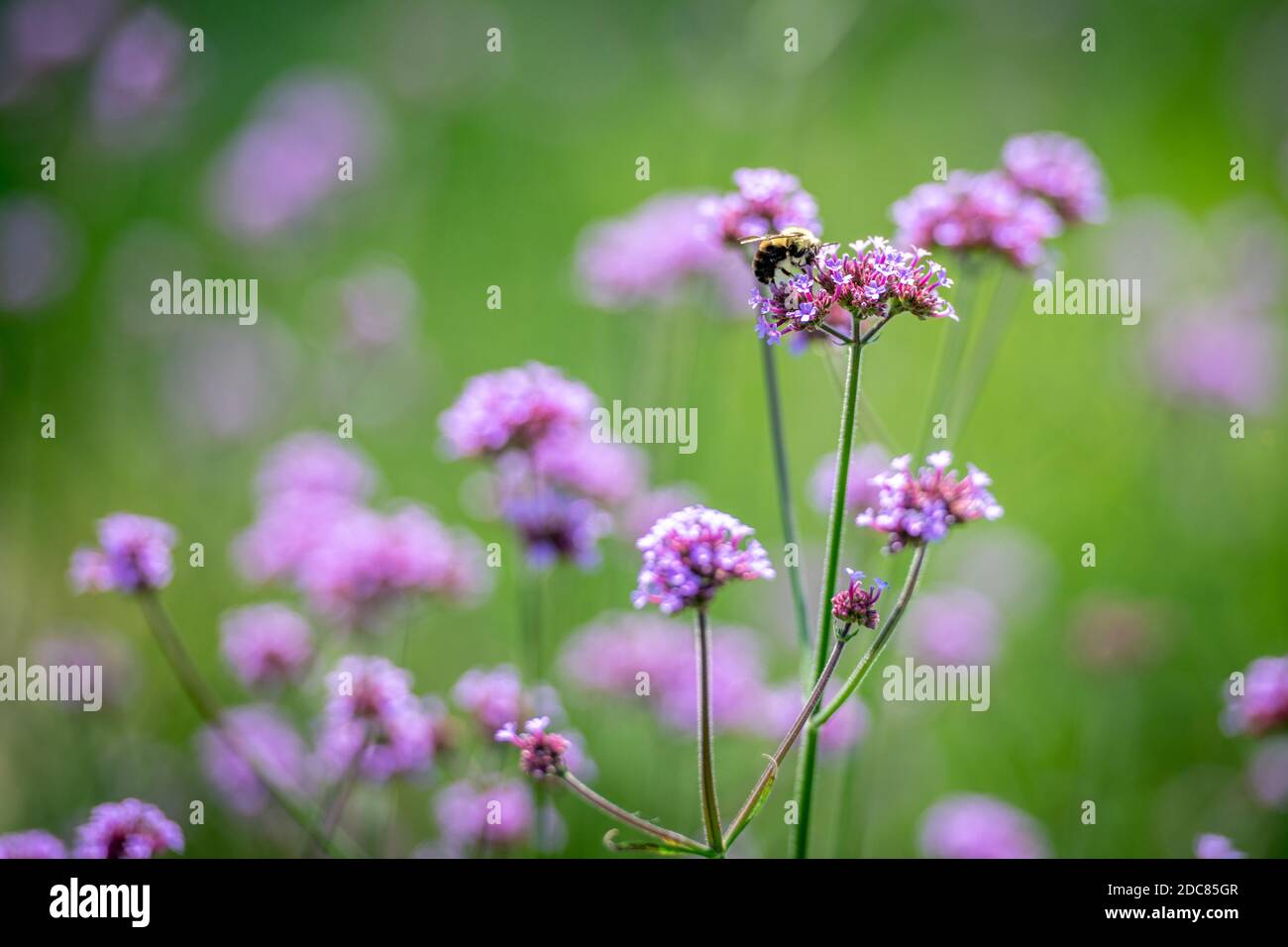 Ape on Flowers alla fattoria Belvedere a Fallston, Maryland Foto Stock