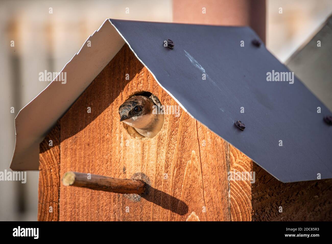 Uccello in casa degli uccelli a Ridgely, Maryland Foto Stock