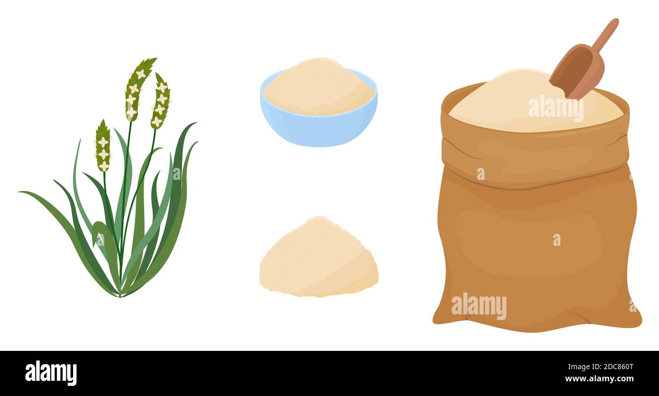 Psyllium cartoon erba e polvere. Illustrazione del vettore della farina di keto. Alimentazione sana organica. Oggetti isolati su sfondo bianco. Illustrazione Vettoriale