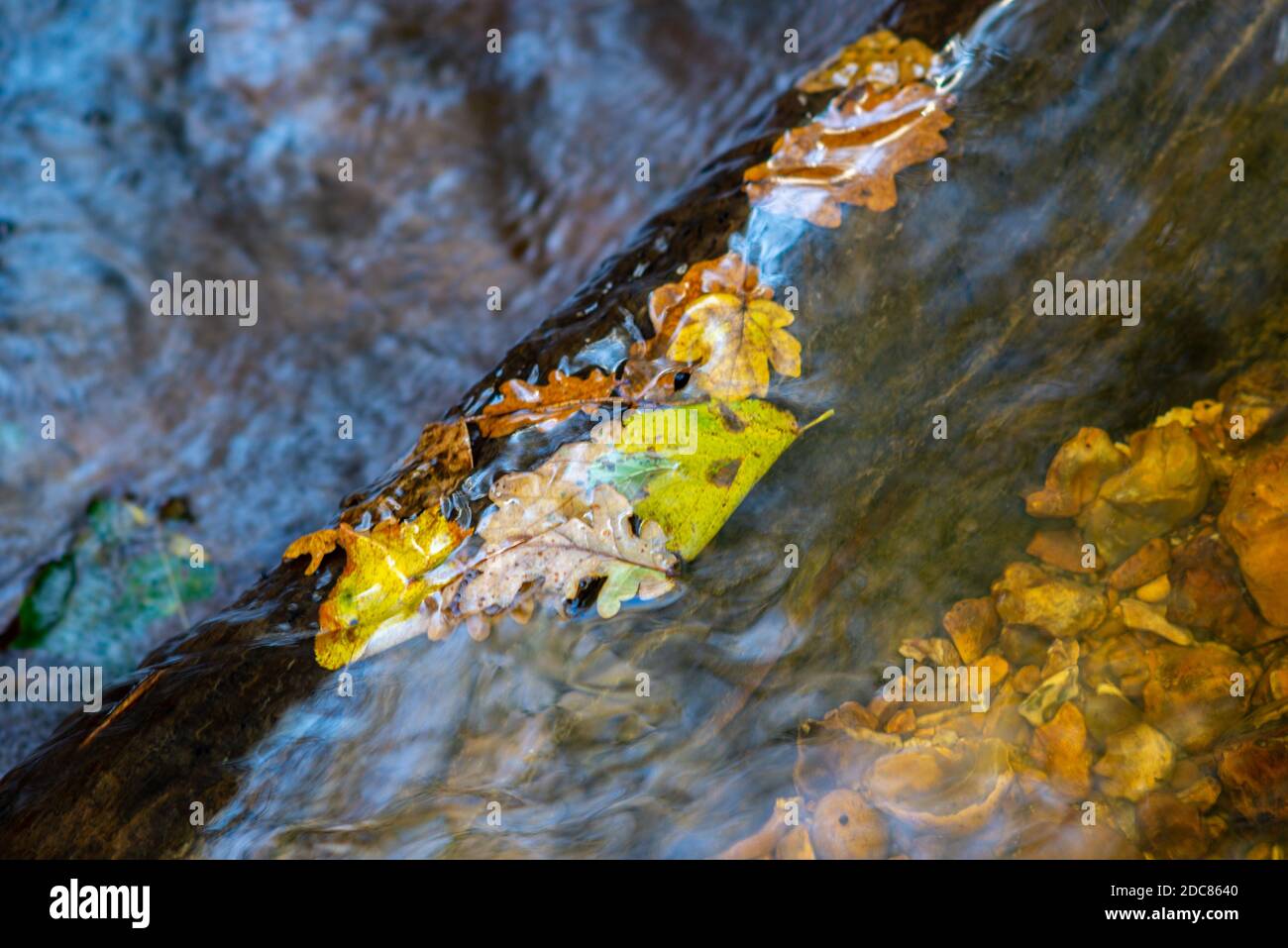 Foglie autunnali che si lavano su un log in un ruscello Foto Stock