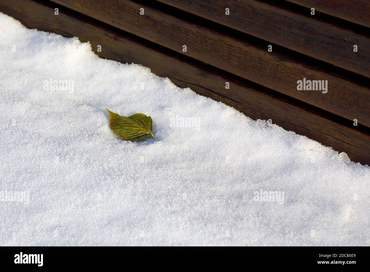 La singola foglia si stese nella neve al sole. Un freddo e ancora bella giornata di novembre. Foto Stock