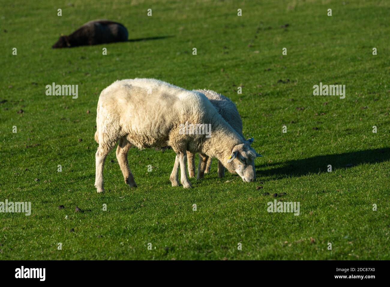 Pascolo delle pecore sulla diga, Elisabeth-Sophien-Koog, Penisola Nordstrand, Mare del Nord, Schleswig-Holstein, Germania, Europa Foto Stock
