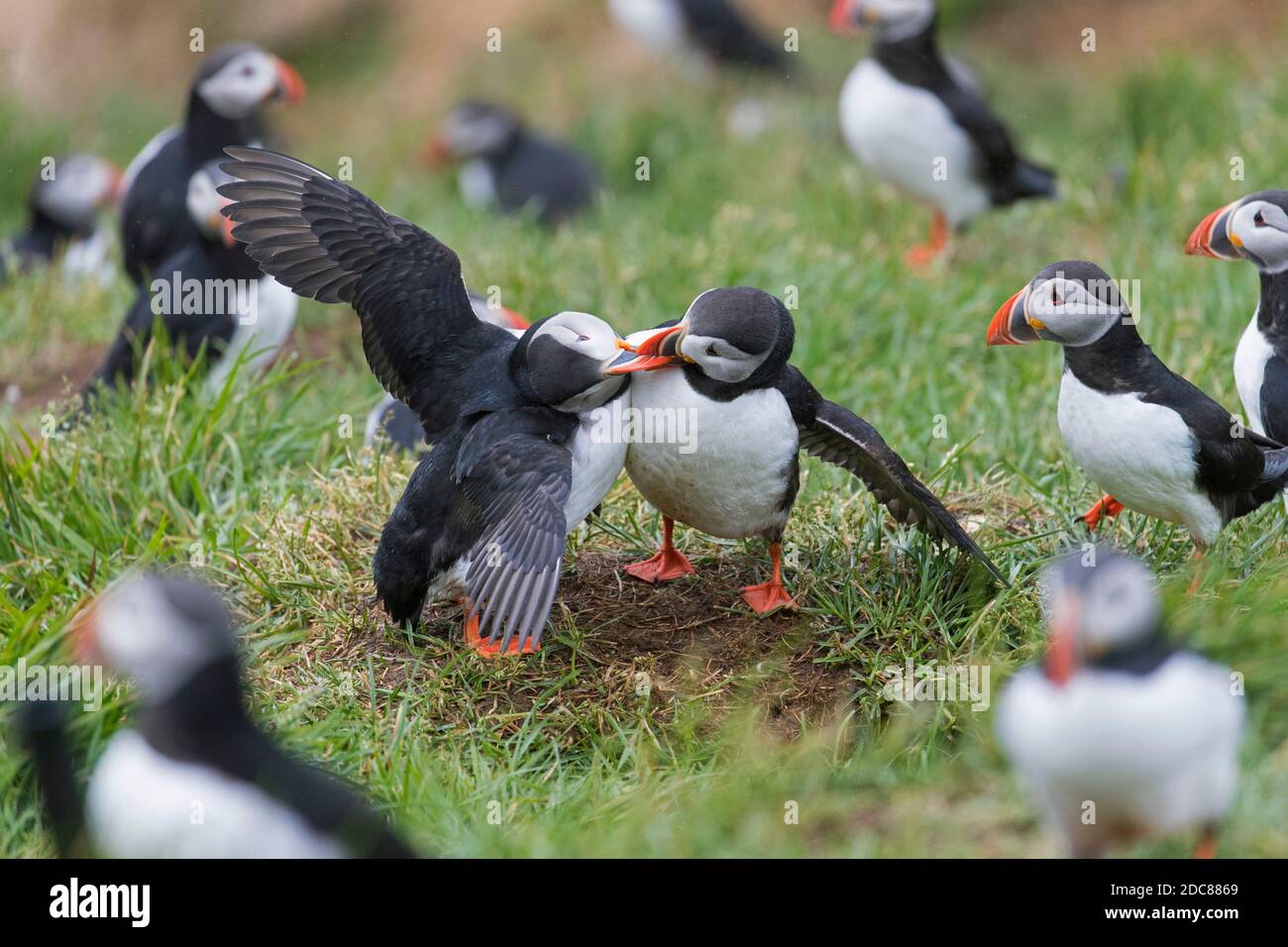 Puffins Atlantico (Fratercla arctica) sulla cima della scogliera di mare in una colonia di uccelli marini in estate, Islanda Foto Stock