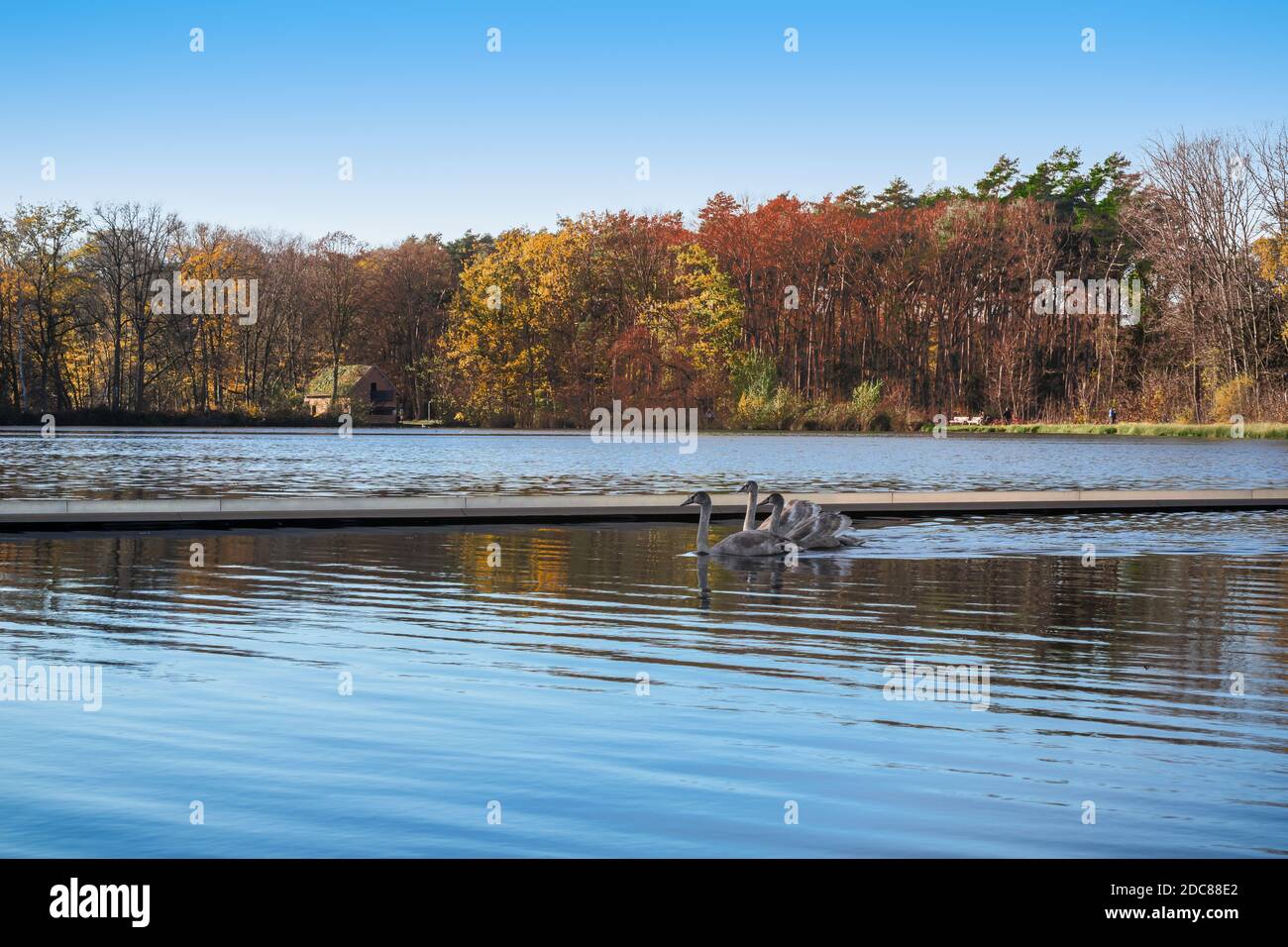 Una grande riserva naturale con cigni sugli stagni nel Wik, parte di Bokrijk e situato a Genk, Belgio. Foto Stock