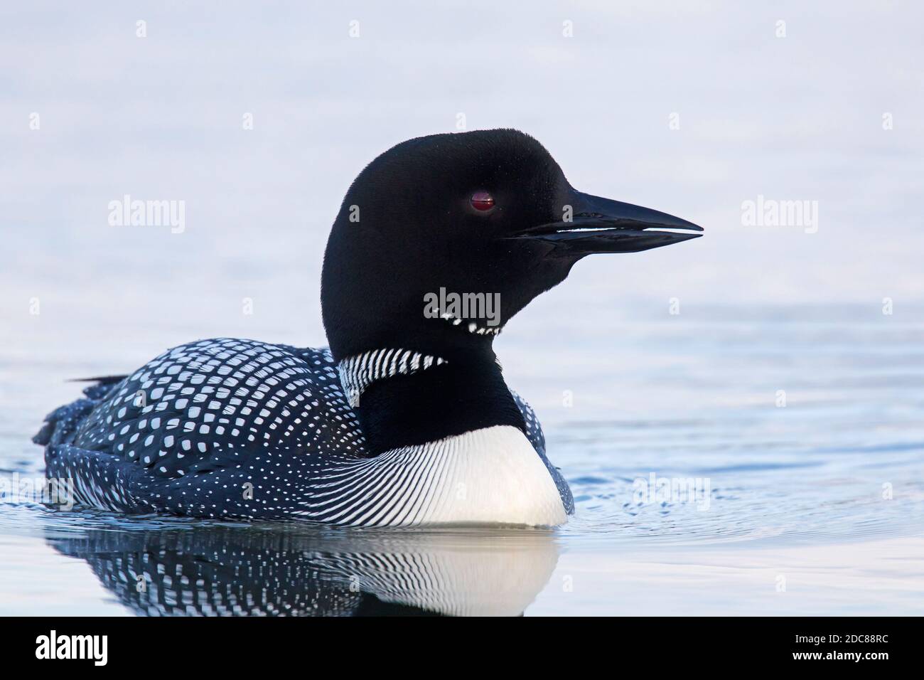 loon comune / grande subacqueo settentrionale (Gavia immer) in allevamento piumaggio nuoto in estate Foto Stock