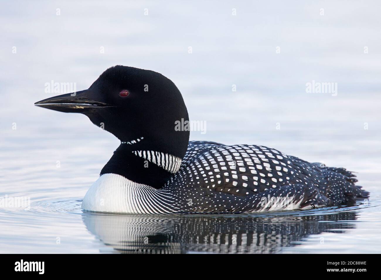 loon comune / grande subacqueo settentrionale (Gavia immer) in allevamento piumaggio nuoto in estate Foto Stock
