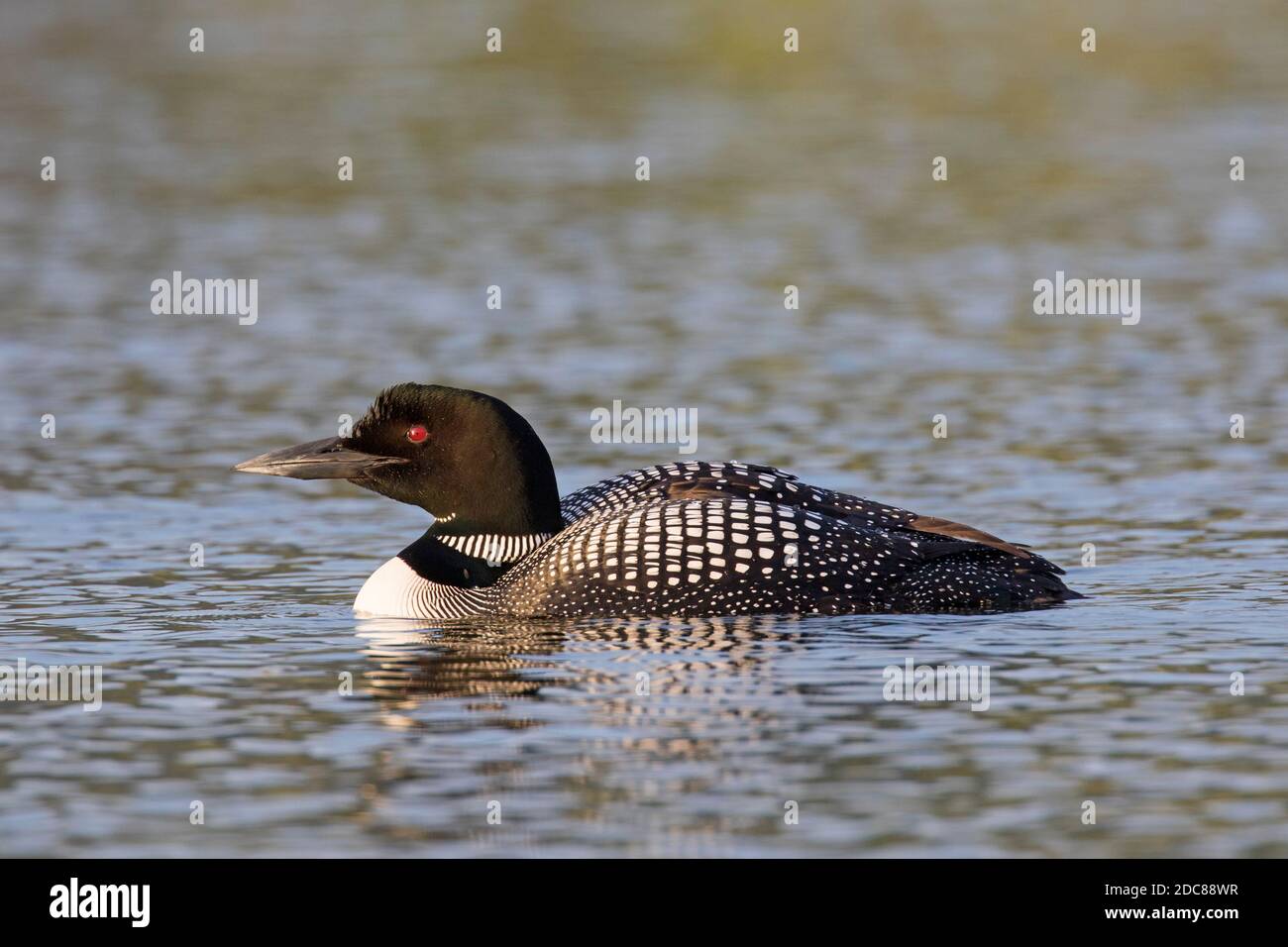 loon comune / grande subacqueo settentrionale (Gavia immer) in allevamento piumaggio nuoto in estate Foto Stock
