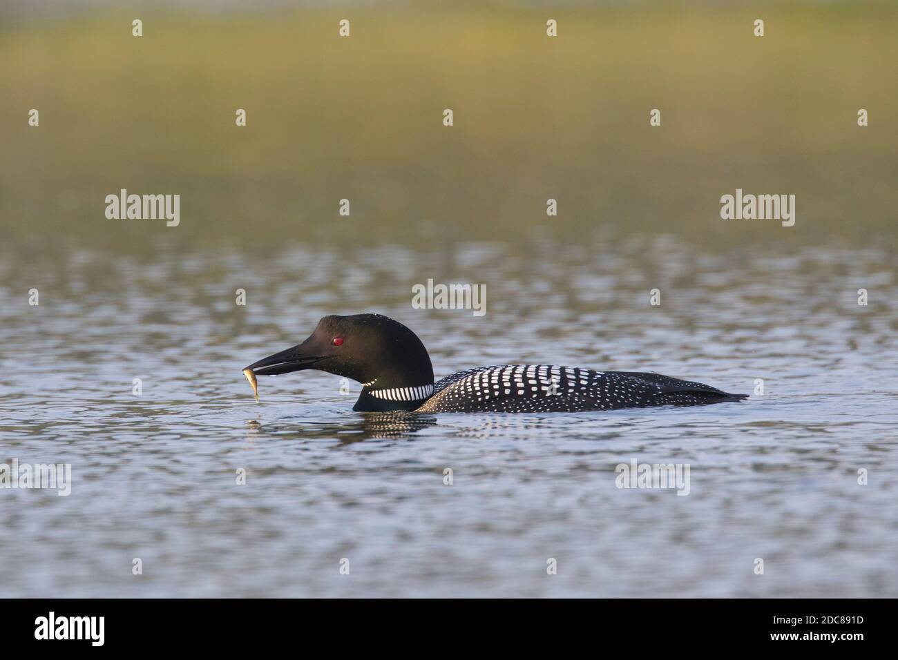 loon comune / grande subacqueo settentrionale (Gavia immer) in allevamento piumaggio nuoto con pesce pescato in estate Foto Stock