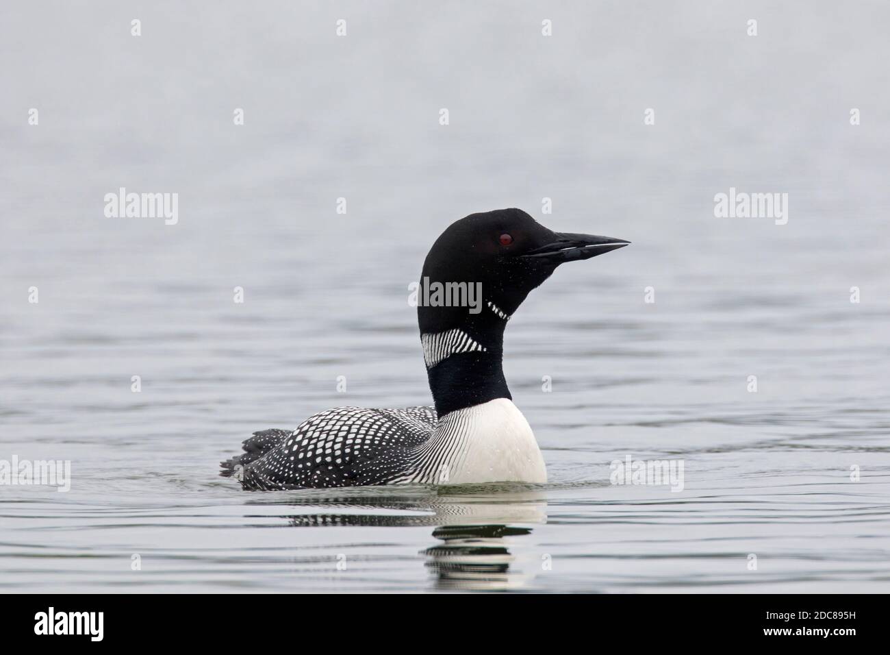 loon comune / grande subacqueo settentrionale (Gavia immer) in allevamento piumaggio nuoto in estate Foto Stock