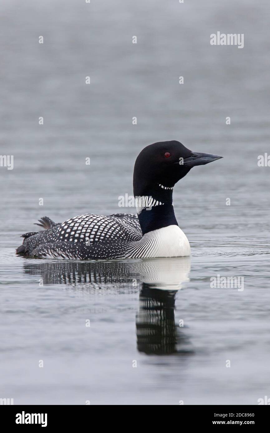 loon comune / grande subacqueo settentrionale (Gavia immer) in allevamento piumaggio nuoto in estate Foto Stock