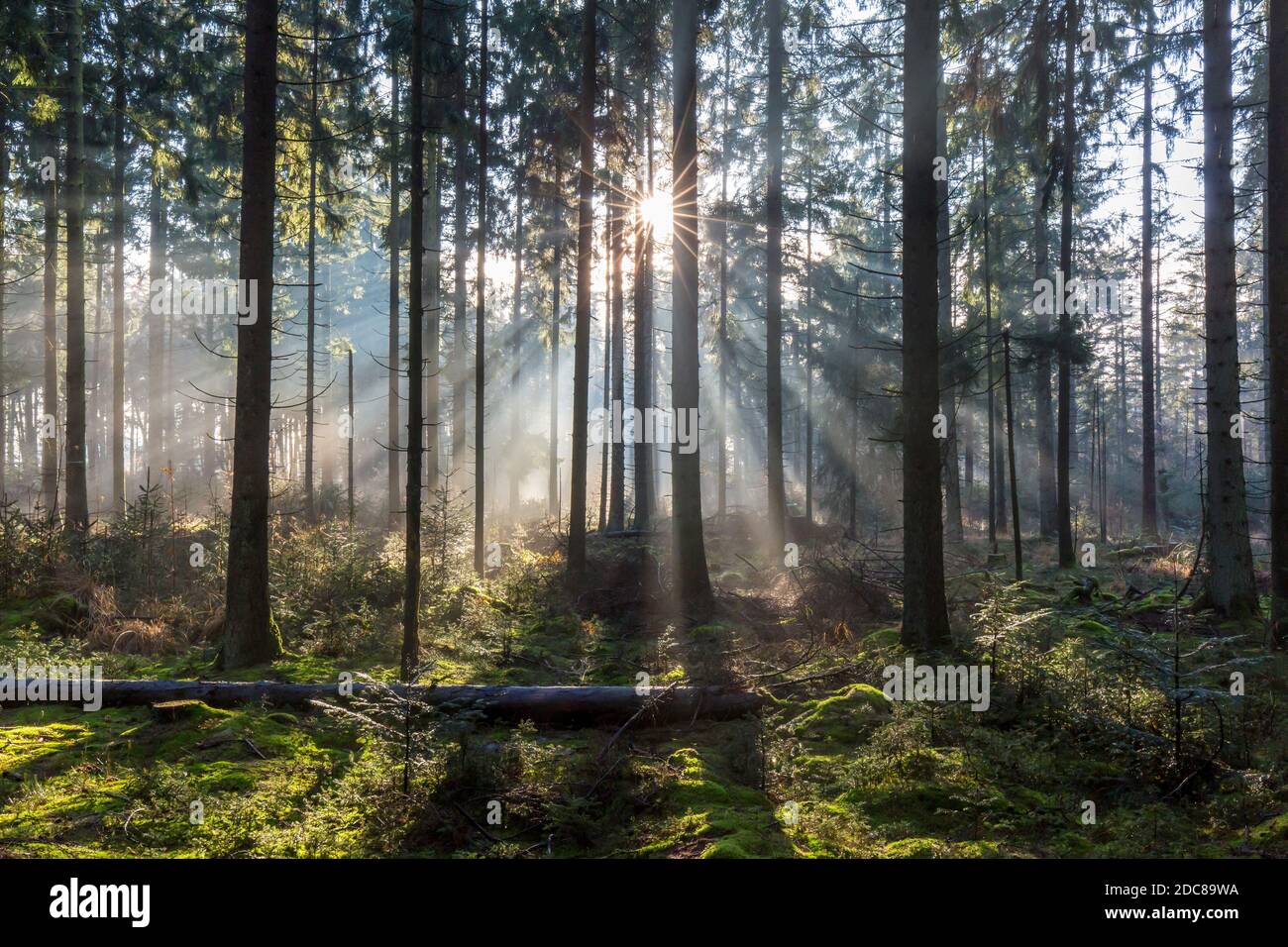 Tronchi di pino e raggi solari / raggi solari che brillano attraverso nebbie foreste di conifere in autunno Foto Stock