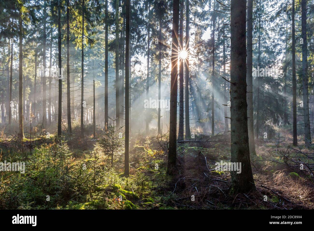 Tronchi di pino e raggi solari / raggi solari che brillano attraverso nebbie foreste di conifere in autunno Foto Stock