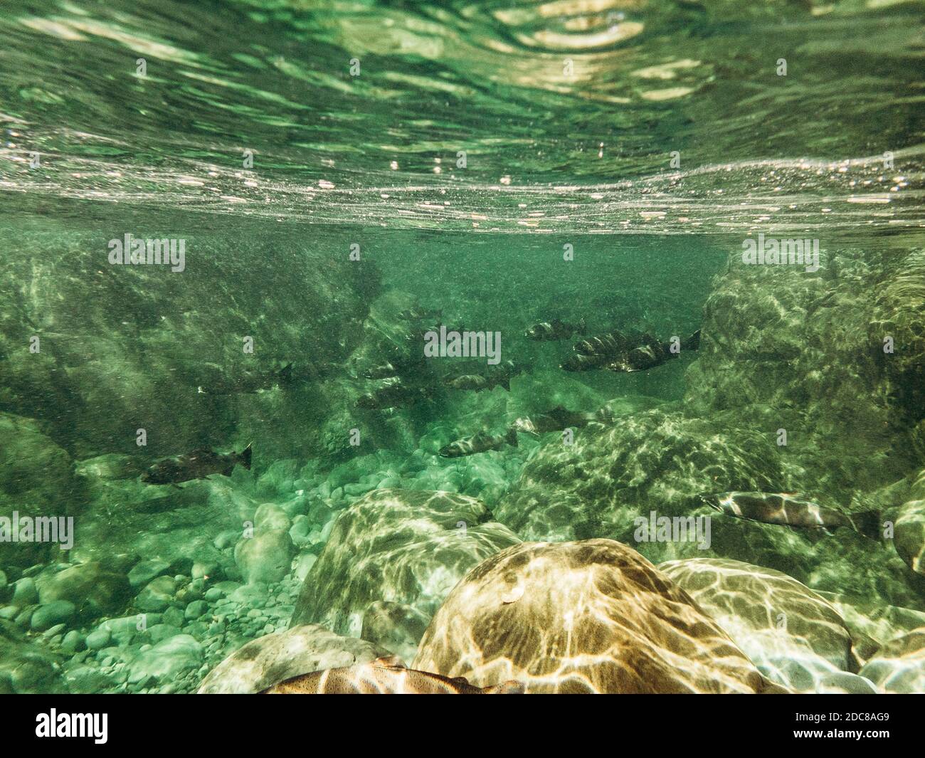 Vista subacquea di una scuola di Coho salmone migrazione Foto Stock