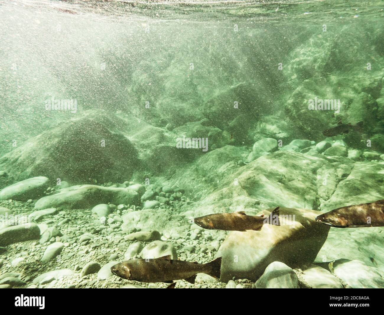 Vista subacquea di tre salmoni Coho che riposano prima di un cascata Foto Stock