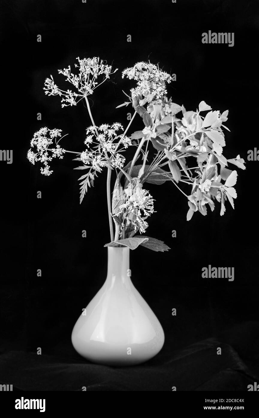 Fiori piuttosto selvaggi su sfondo nero in piccolo vaso nero e umore bianco Foto Stock