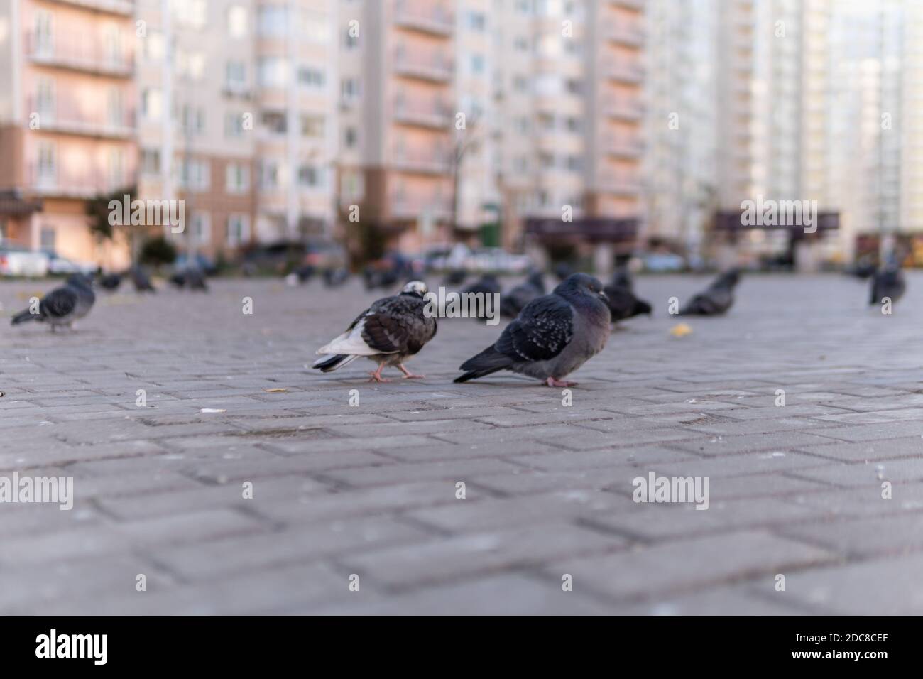 Colomba nera con grigio selvaggio sulla strada dalle pietre di pavimentazione,. Intorno alla casa, un gregge di uccelli. Foto Stock
