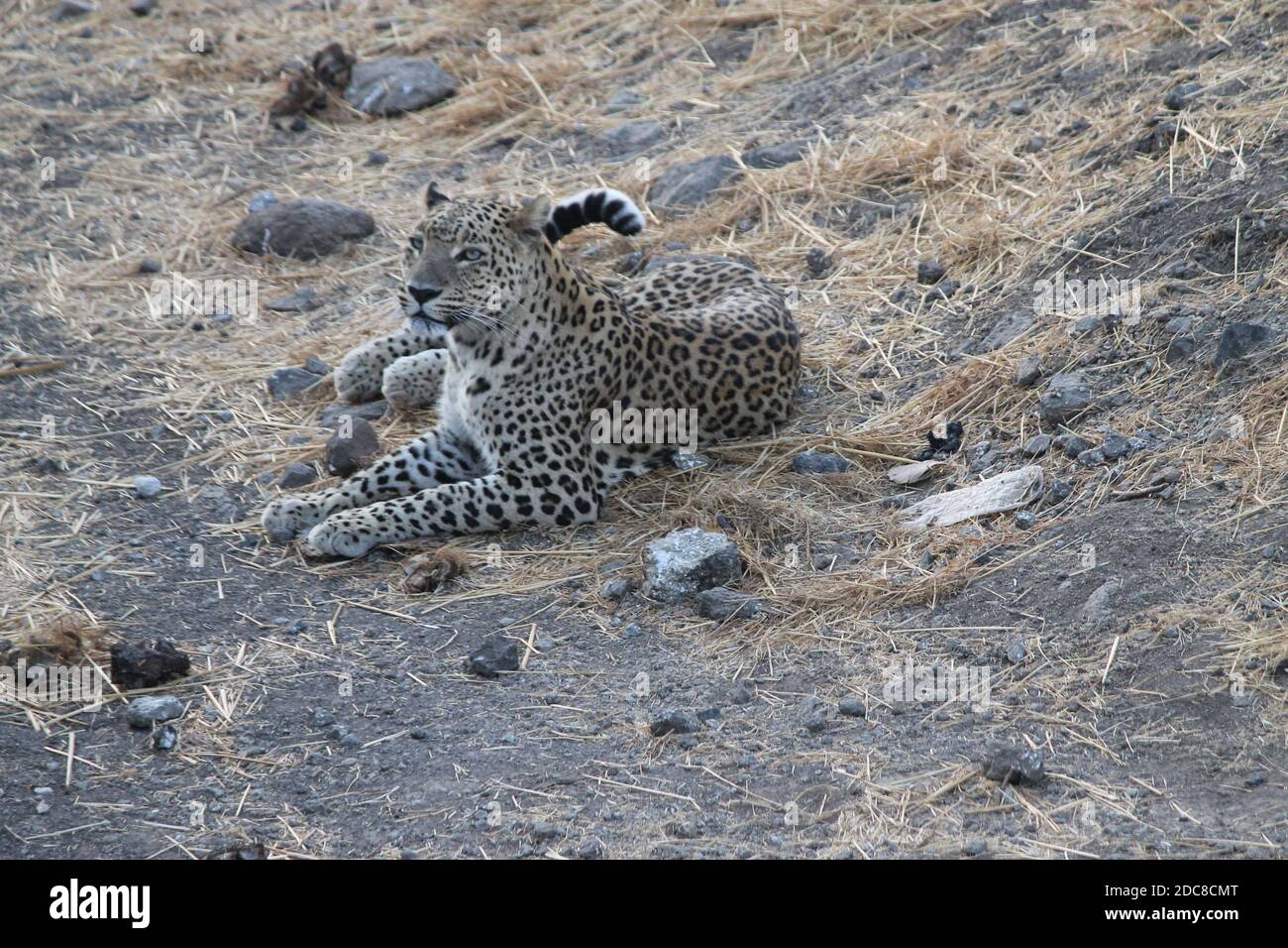 Primo piano di un leopardo che guarda la fotocamera Foto Stock