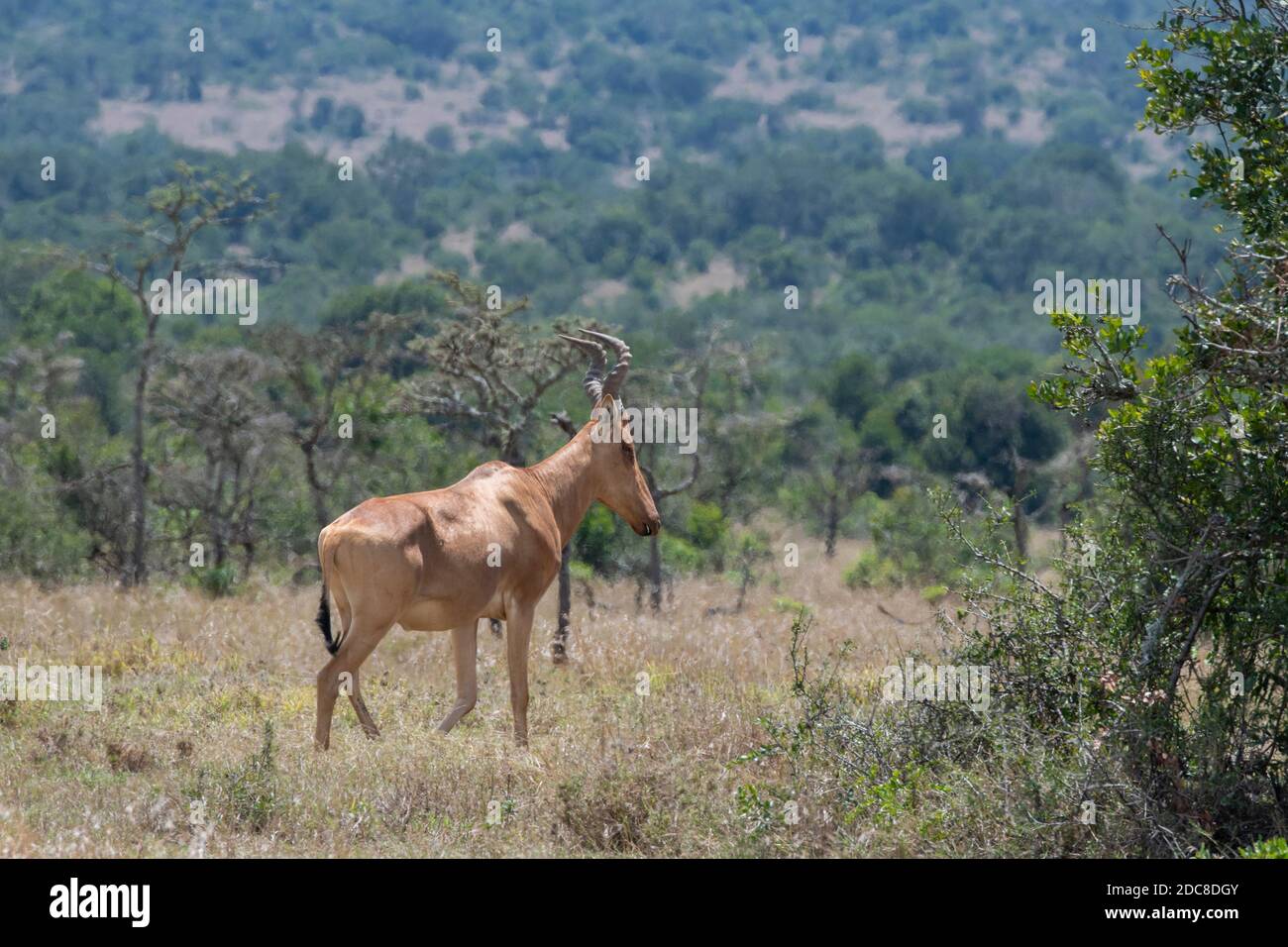 Africa, Kenya, Plateau di Laikipia, Distretto di frontiera settentrionale, Conservatorio di OL Pejeta. Lelwel hartebest (Alcelaphus buselaphus lelwel) Foto Stock