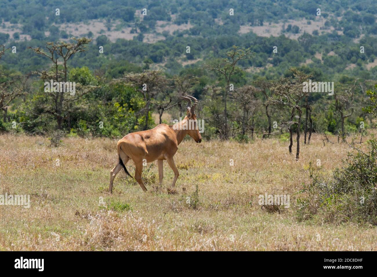 Africa, Kenya, Plateau di Laikipia, Distretto di frontiera settentrionale, Conservatorio di OL Pejeta. Lelwel hartebest (Alcelaphus buselaphus lelwel) Foto Stock